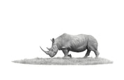 African White Rhino bull pencil drawing by wildlife artist Matthew Bell