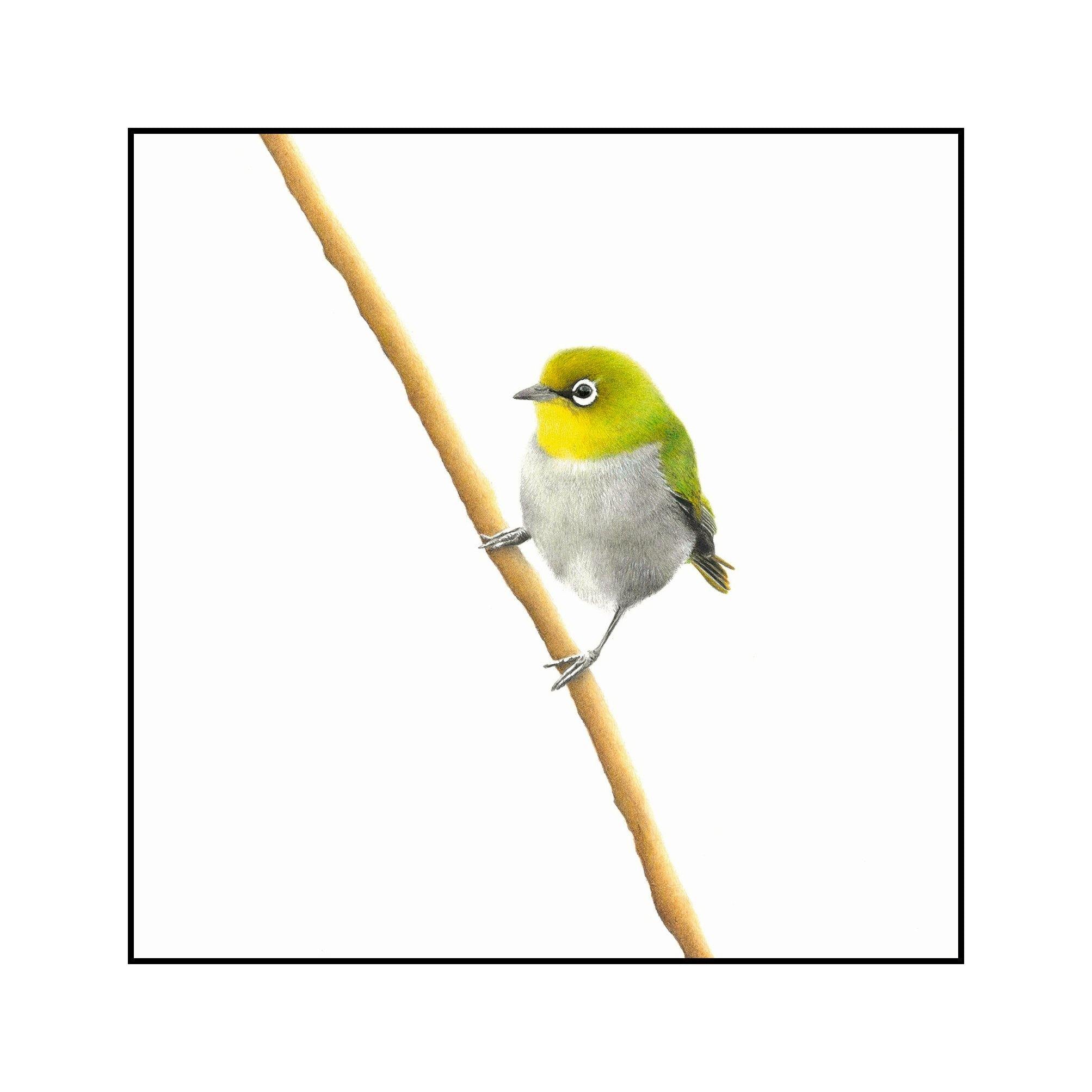 Cape White Eye - The Original - Framed - 30 x 30cm - Matthew Bell Wildlife Art