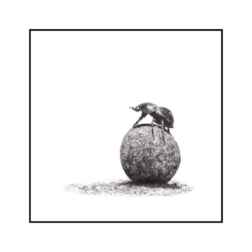 Dung Beetle Miniature in a black wood frame