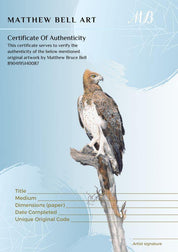 Martial Eagle - The Original - Framed - 39 x 31cm - Matthew Bell Wildlife Art
