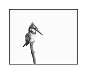 Pied Kingfisher 2 - The Original - Framed - 35 x 30cm - Matthew Bell Wildlife Art