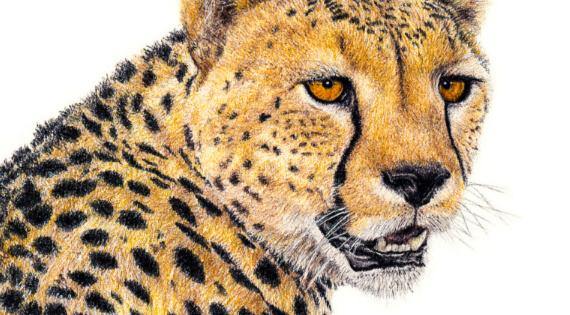 The Art Of Realism (Part 1) - Matthew Bell Wildlife Art