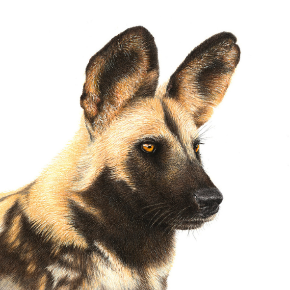 Original Examined - African Wild Dog 4