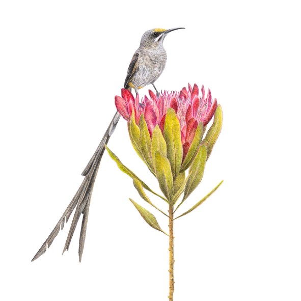 8 Incredible South African Bird Watching Destinations