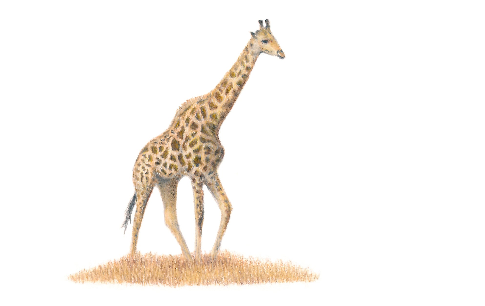 A miniature giraffe