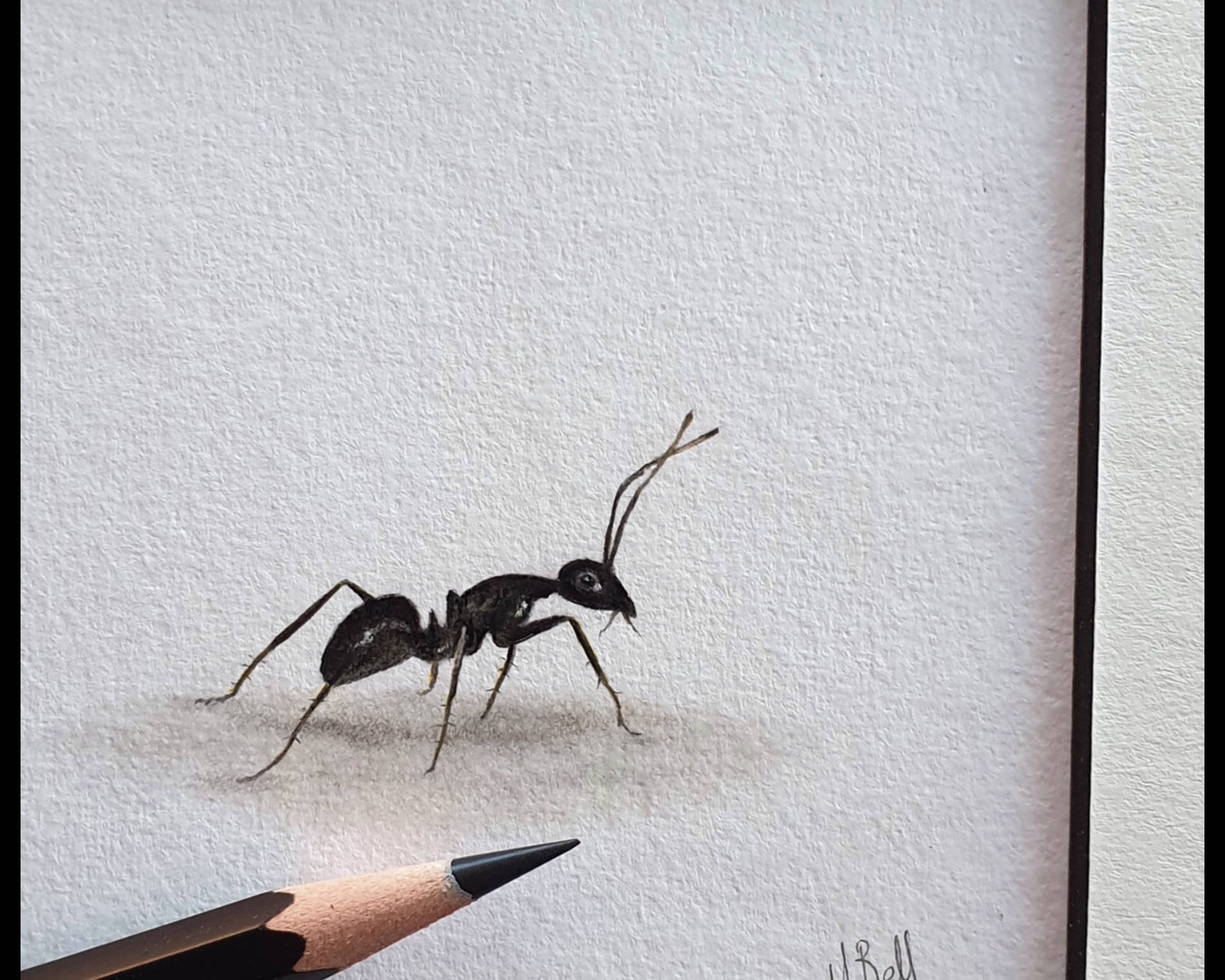 An Ant Commission