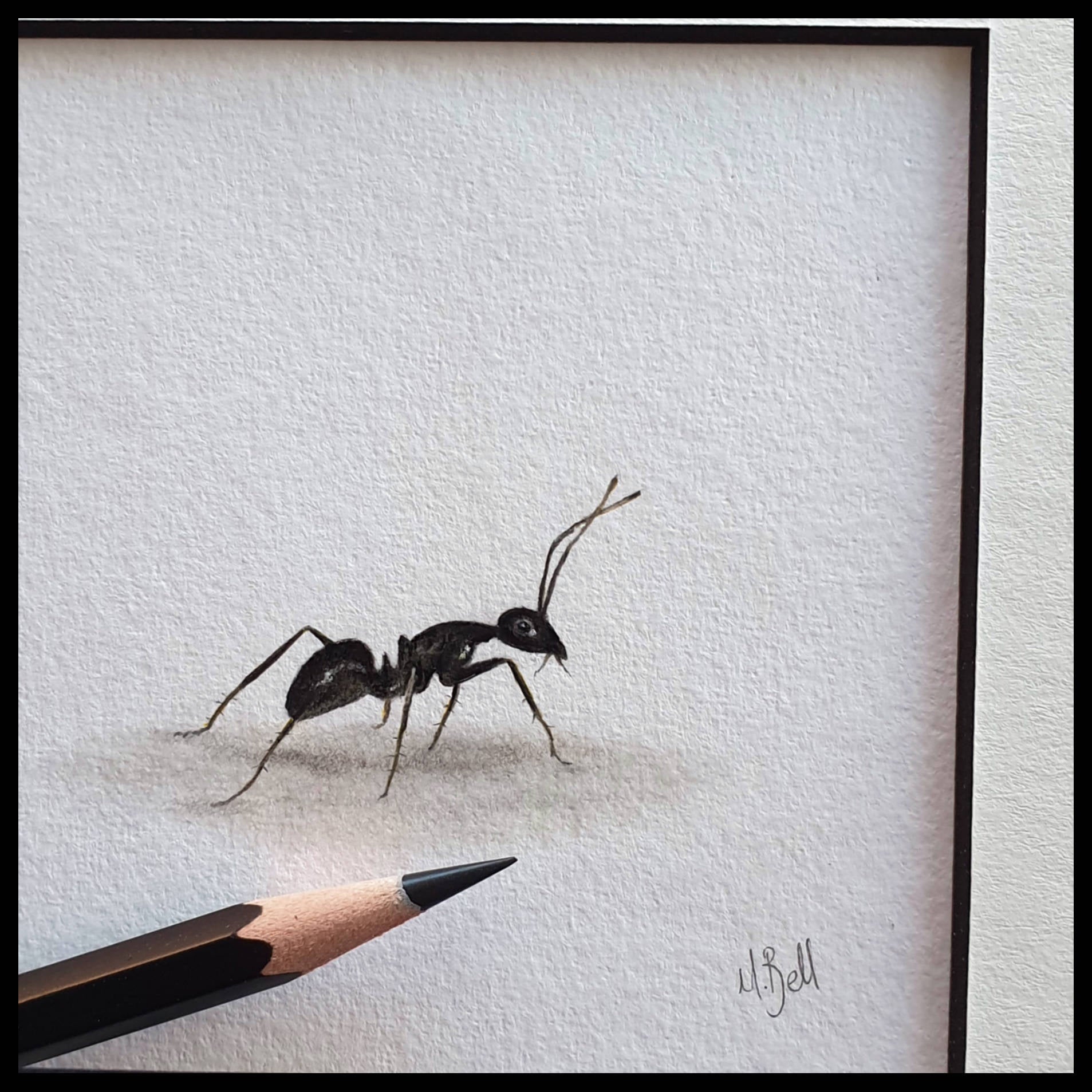 An Ant Commission