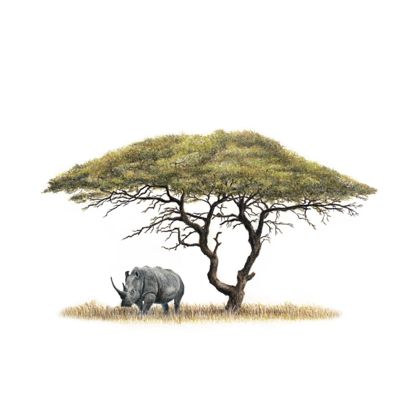 Inspired by Africa