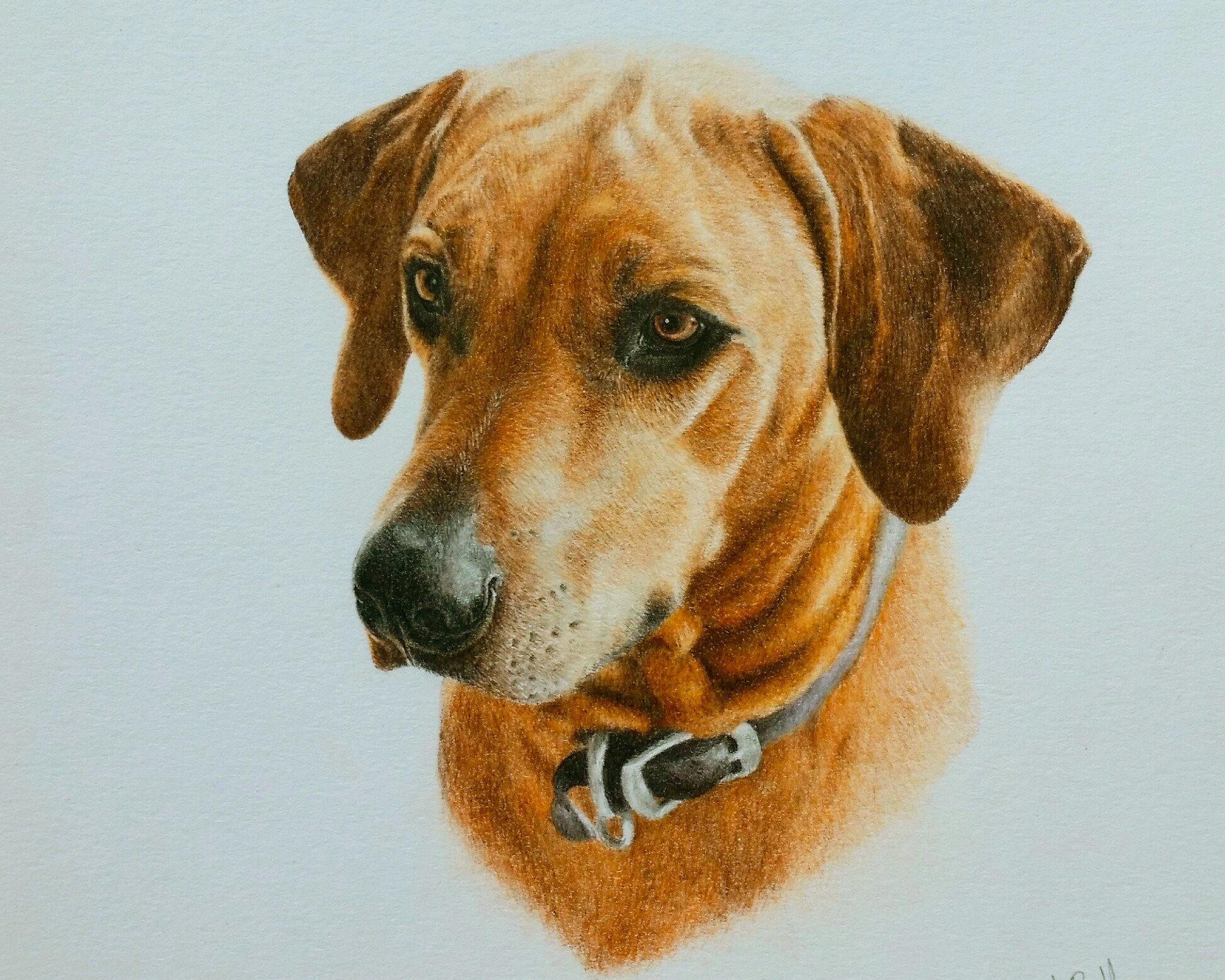 Rhodes, my final pet commission - Matthew Bell Wildlife Art