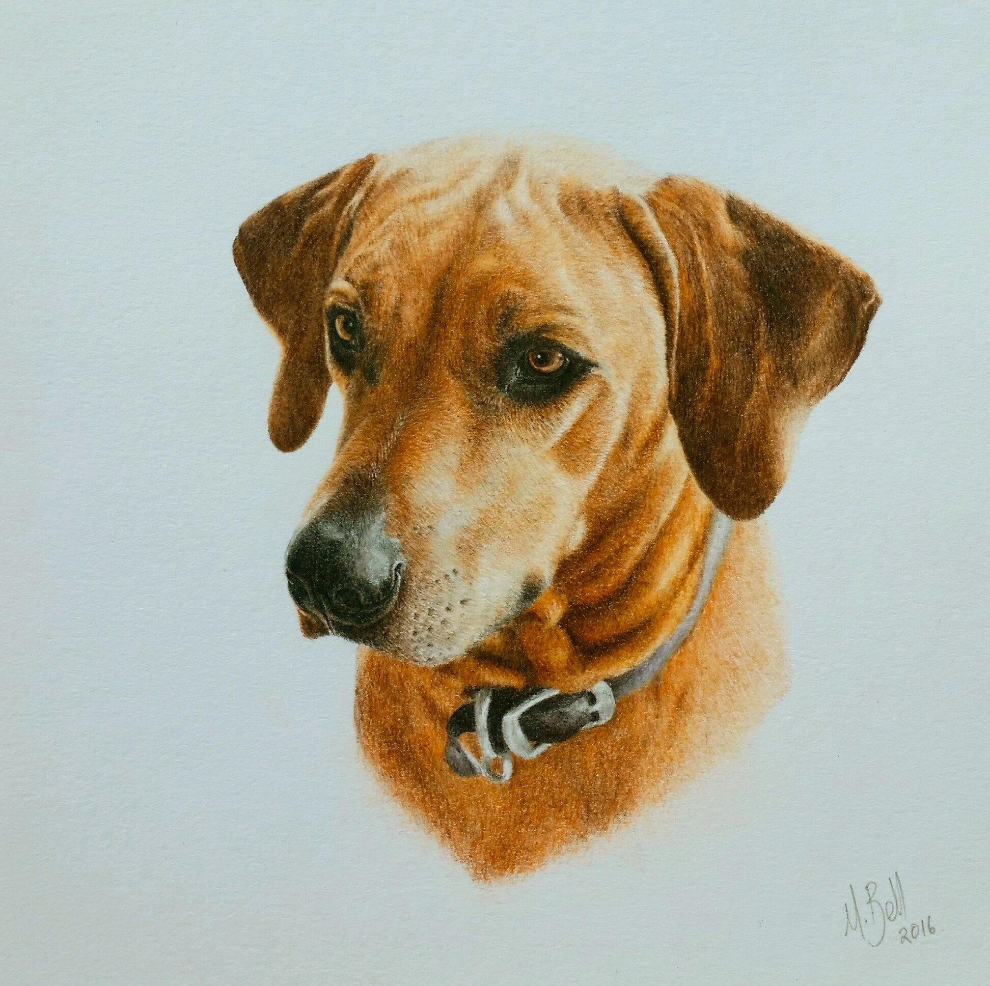 Rhodes, my final pet commission - Matthew Bell Wildlife Art