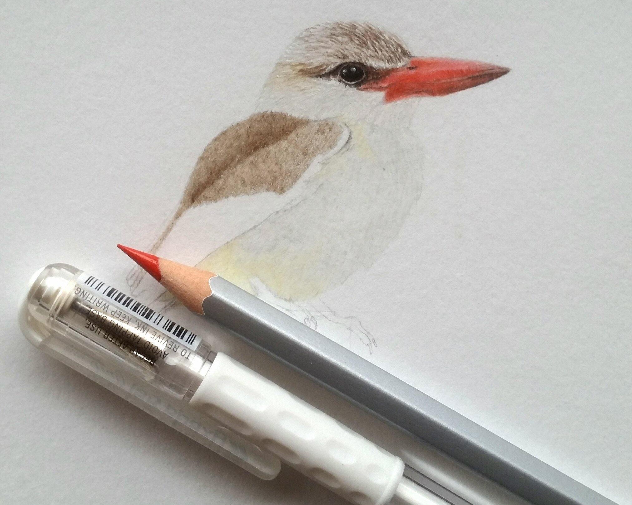 The Wonders Of A Milky Pen - Matthew Bell Wildlife Art