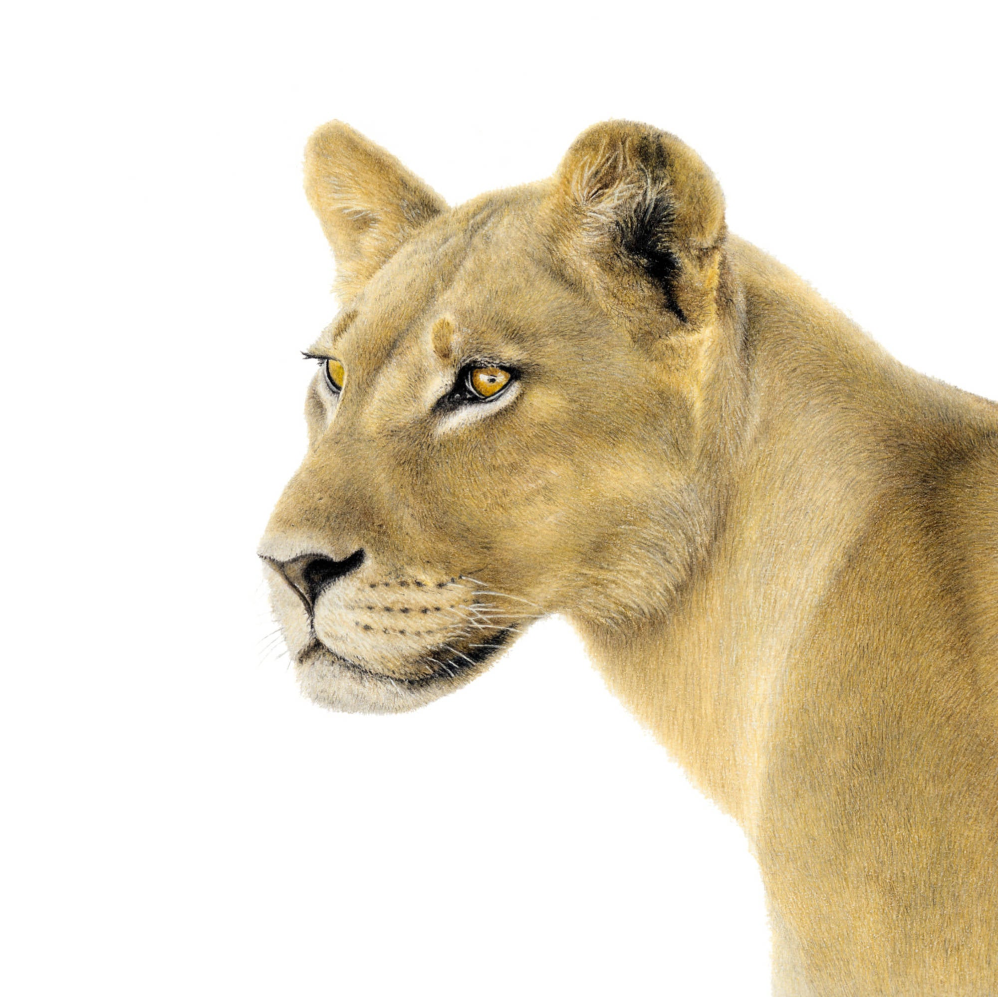 Lioness of Chobe