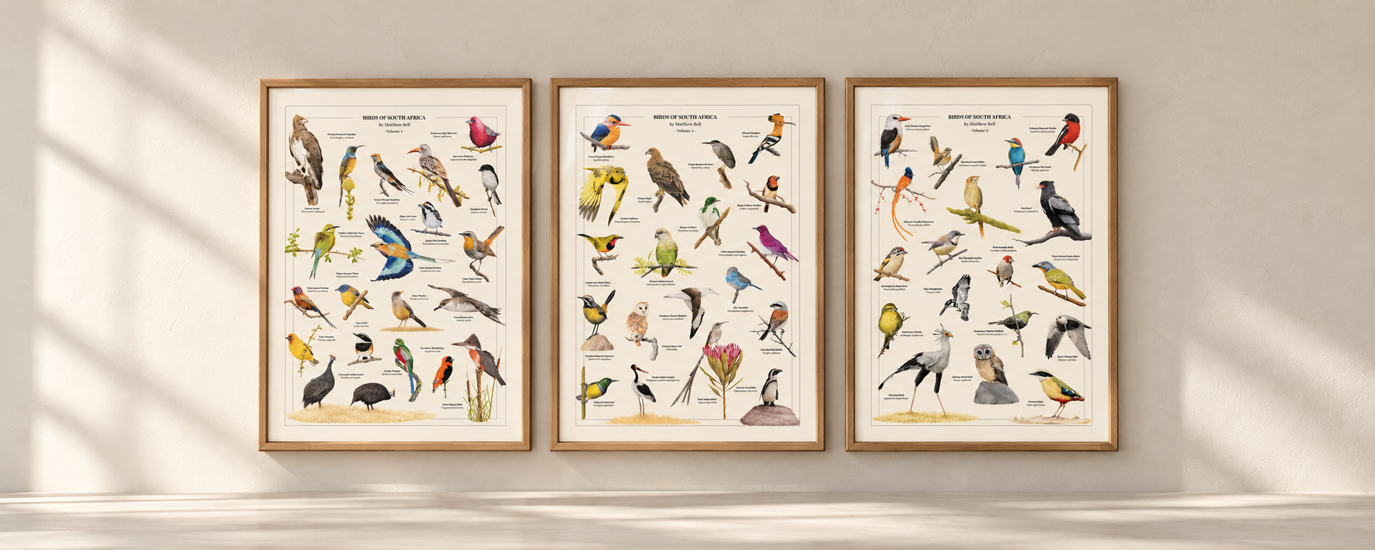 Birds of South Africa Series