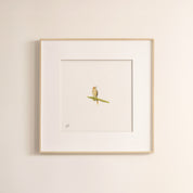 Cape Grassbird - The Original