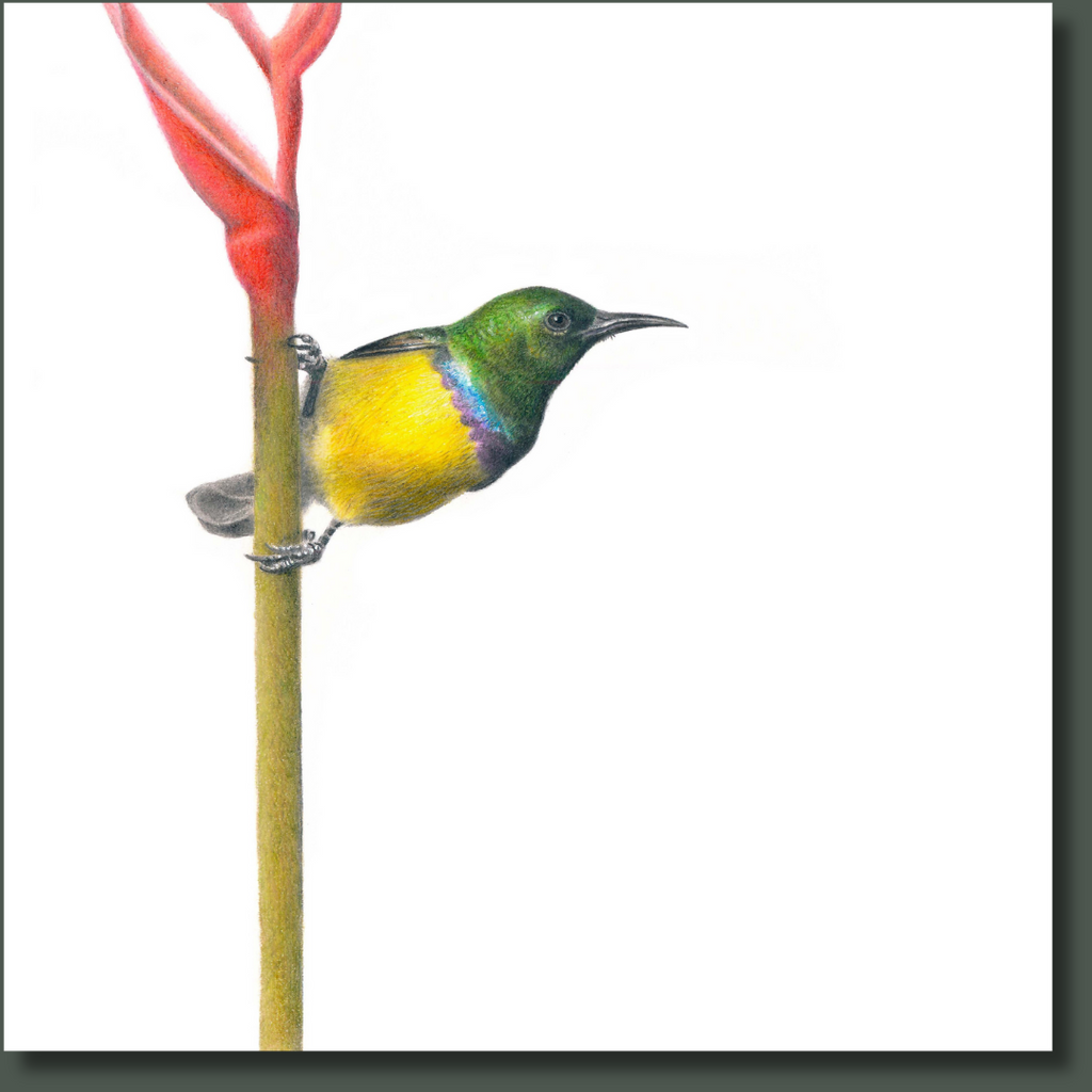 Collared Sunbird bird nature artwork