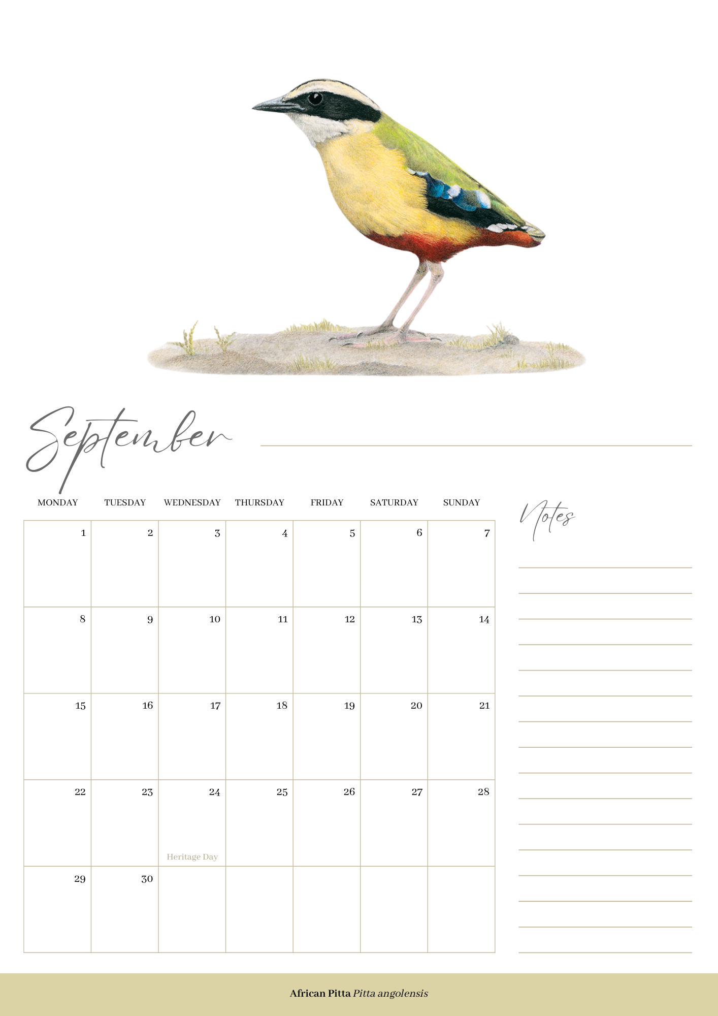 2025 premium quality South African birds hanging wall calendar showing wildlife artwork by artist Matthew Bell including Red Billed Hornbill, Lesser Striped Swallow, Saddle Billed Stork, Crowned Lapwing, Violet Backed Starling, Grey Headed Bush Shrike, African Pitta, Marico Sunbird, Blue Cheeked Bee Eater, African Pygmy Kingfisher, Cape Weaver, Wood Owl