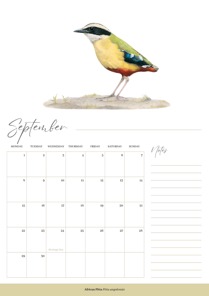 2025 premium quality South African birds hanging wall calendar showing wildlife artwork by artist Matthew Bell including Red Billed Hornbill, Lesser Striped Swallow, Saddle Billed Stork, Crowned Lapwing, Violet Backed Starling, Grey Headed Bush Shrike, African Pitta, Marico Sunbird, Blue Cheeked Bee Eater, African Pygmy Kingfisher, Cape Weaver, Wood Owl