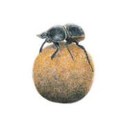Dung Beetle Magnet - DB3
