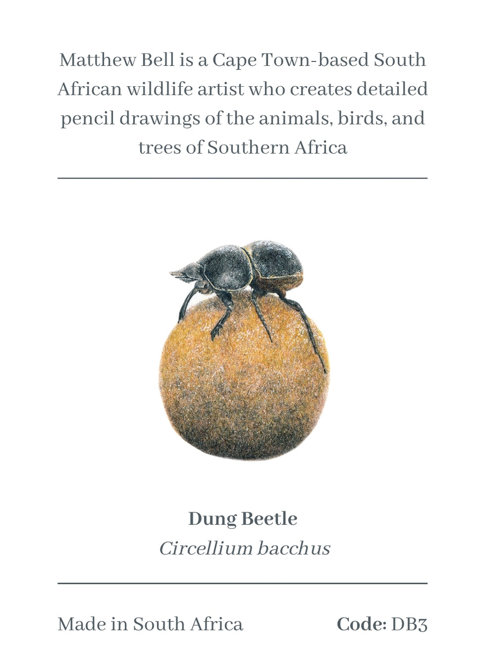 Dung Beetle Magnet - DB3