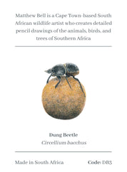 Dung Beetle Magnet - DB3