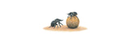 Dung Beetles Panorama
