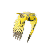 Golden Pipit Magnet- GPT