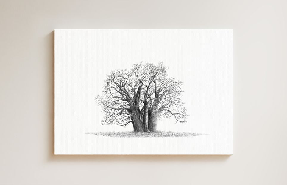 African Baobab Tree drawing on canvas by South African wildlife artist Matthew Bell