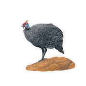Guinea Fowl Magnet - GFL1