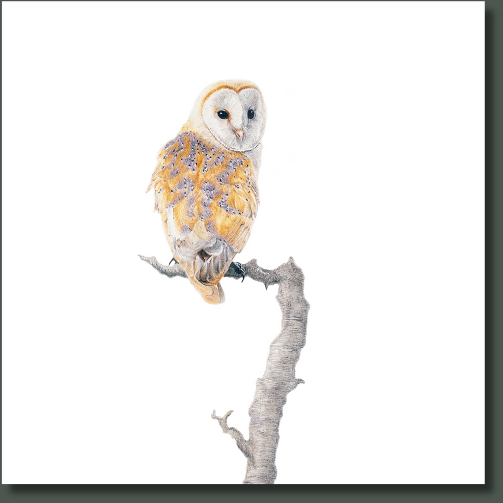 Barn Owl bird nature artwork