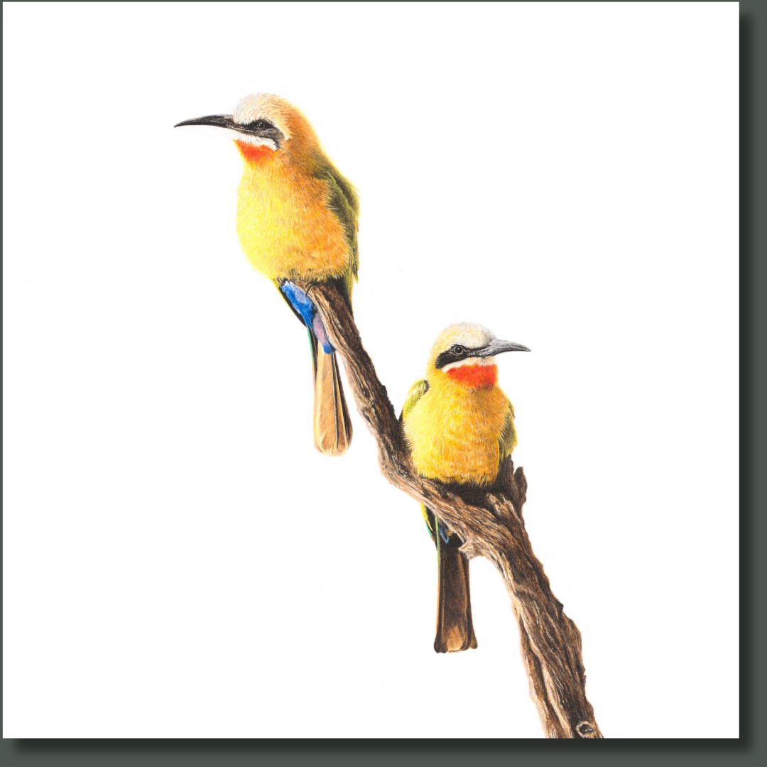 White Fronted Bee Eaters in South Luangwa in Zambia