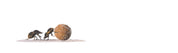 Dung Beetles Panorama