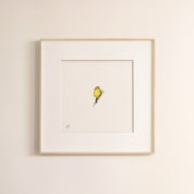 Cape Canary - The Original