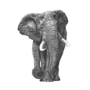 Elephant Magnet - E1