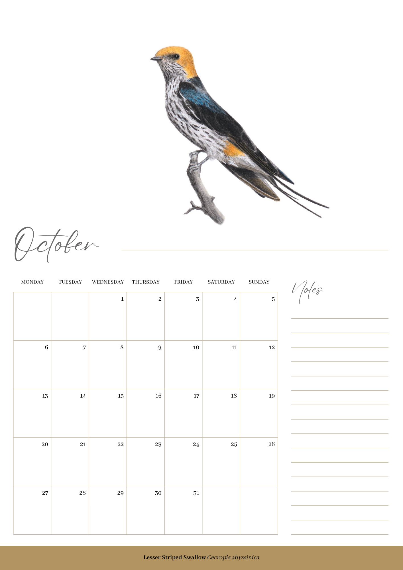 2025 premium quality South African birds hanging wall calendar showing wildlife artwork by artist Matthew Bell including Red Billed Hornbill, Lesser Striped Swallow, Saddle Billed Stork, Crowned Lapwing, Violet Backed Starling, Grey Headed Bush Shrike, African Pitta, Marico Sunbird, Blue Cheeked Bee Eater, African Pygmy Kingfisher, Cape Weaver, Wood Owl