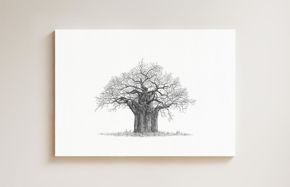 African Baobab Tree drawing on canvas by South African wildlife artist Matthew Bell