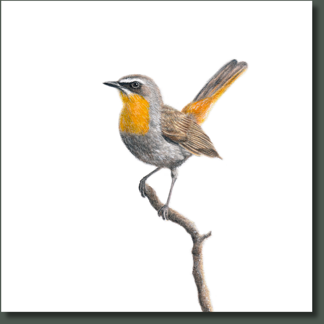 Cape Robin Chat bird nature artwork