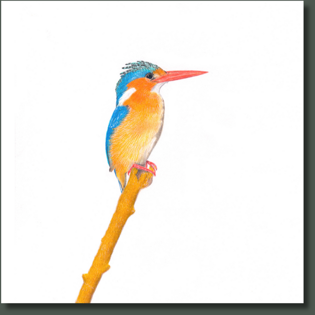 Malachite Kingfisher bird art