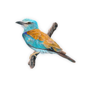European Roller Magnet - ERL