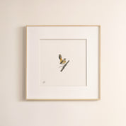 Bearded Scrub Robin - The Original