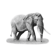 Elephant Magnet - E10