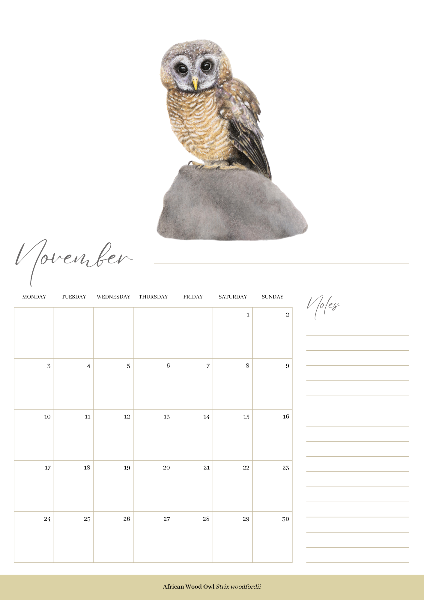 2025 premium quality South African birds hanging wall calendar showing wildlife artwork by artist Matthew Bell including Red Billed Hornbill, Lesser Striped Swallow, Saddle Billed Stork, Crowned Lapwing, Violet Backed Starling, Grey Headed Bush Shrike, African Pitta, Marico Sunbird, Blue Cheeked Bee Eater, African Pygmy Kingfisher, Cape Weaver, Wood Owl