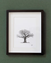 African Baobab Trees - Original Pen Drawings