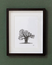 African Baobab Trees - Original Pen Drawings