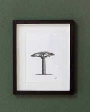 African Baobab Trees - Original Pen Drawings