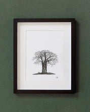 African Baobab Trees - Original Pen Drawings