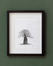 African Baobab Trees - Original Pen Drawings