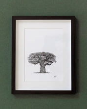 African Baobab Trees - Original Pen Drawings