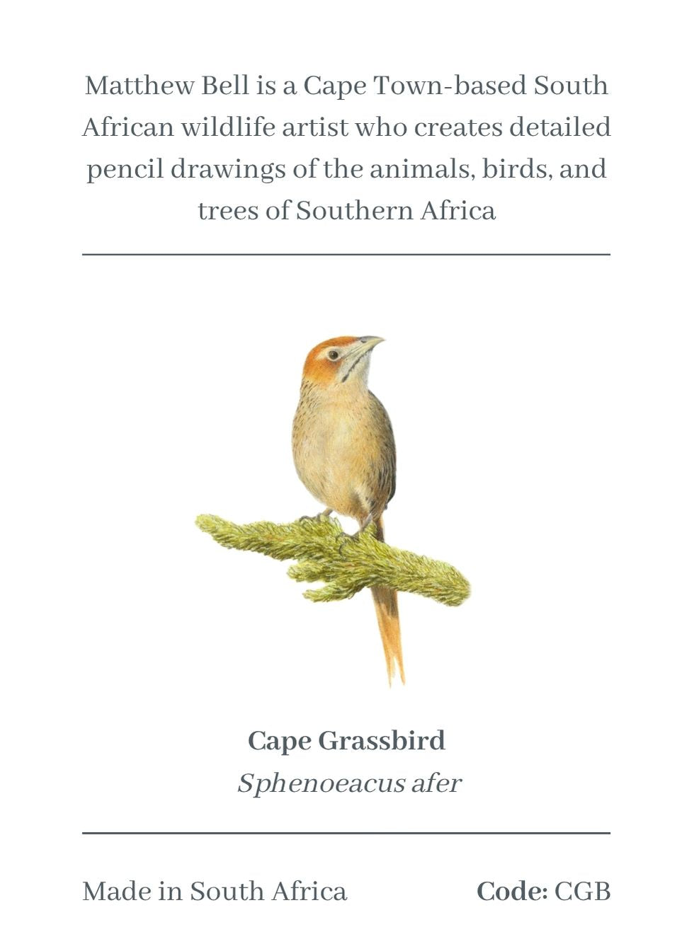 Cape Grassbird Magnet - CGB