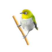 Cape White Eye Magnet - CWE