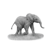Elephant Baby Magnet - E14